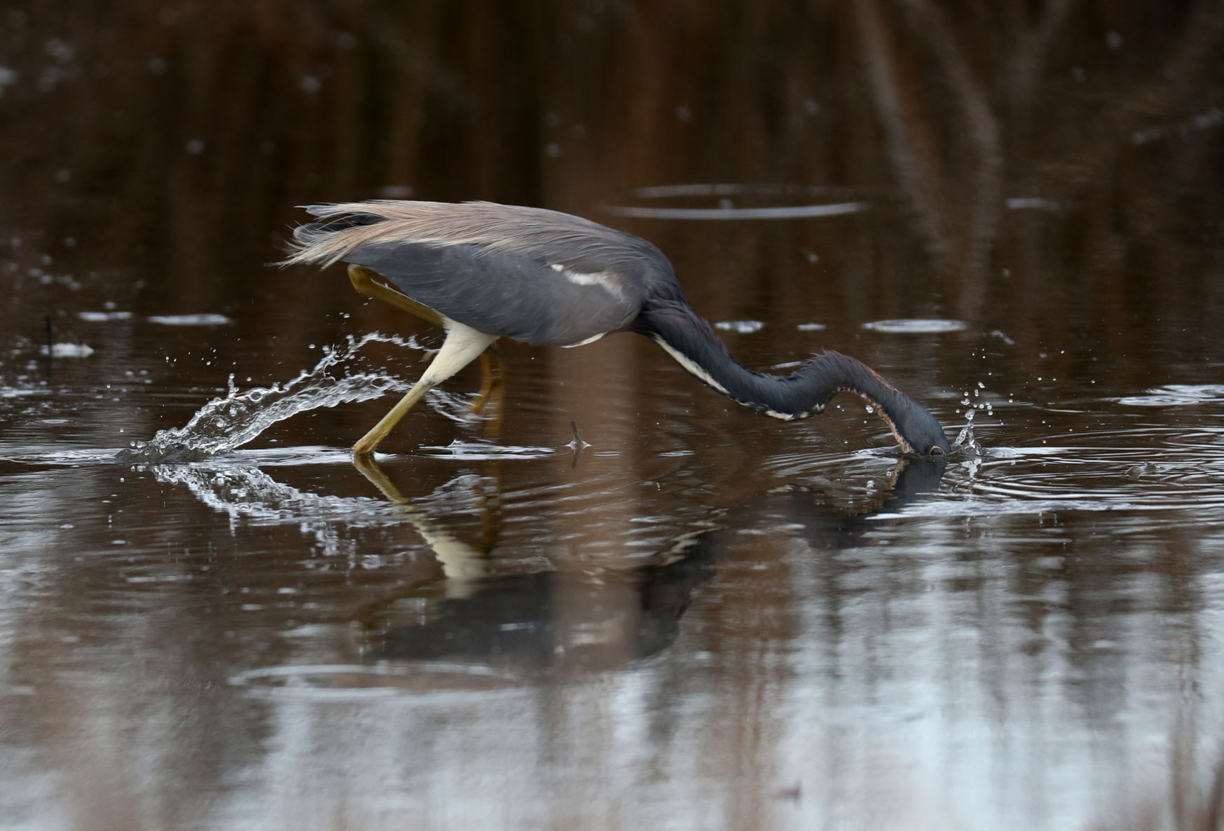Galveston gets Bird City Texas designation
